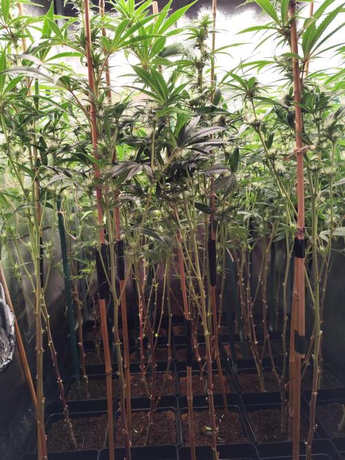 Mimosa x Orange Punch. Week 7