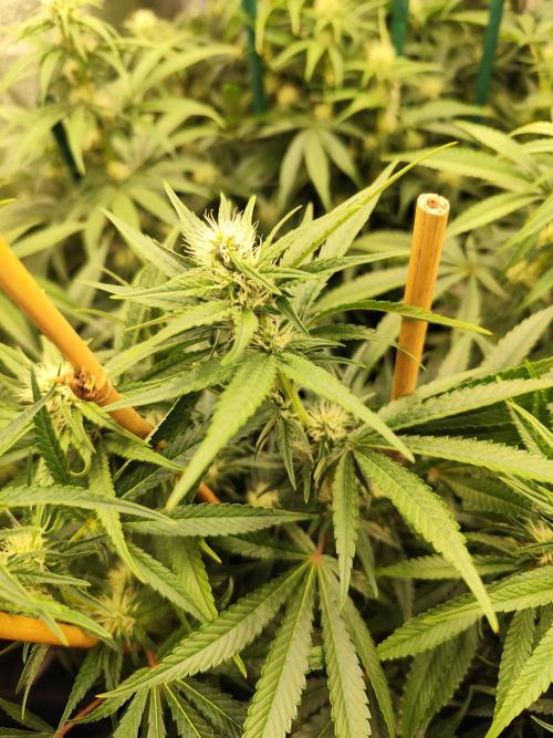 Mimosa x Orange Punch. Week 7