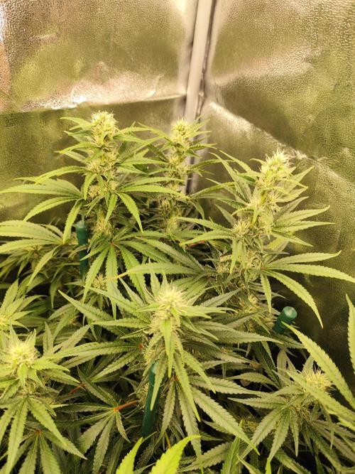 Mimosa x Orange Punch. Week 8