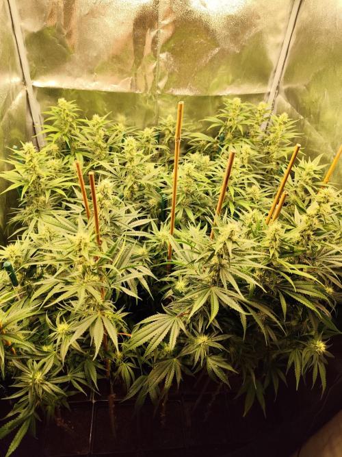 Mimosa x Orange Punch. Week 8