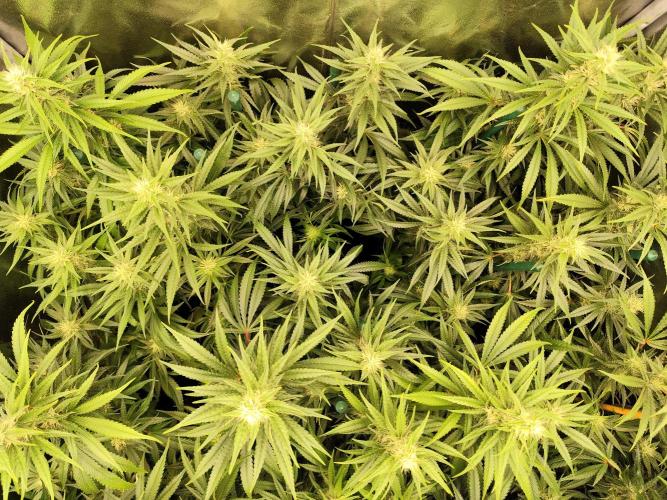 Mimosa x Orange Punch. Week 8