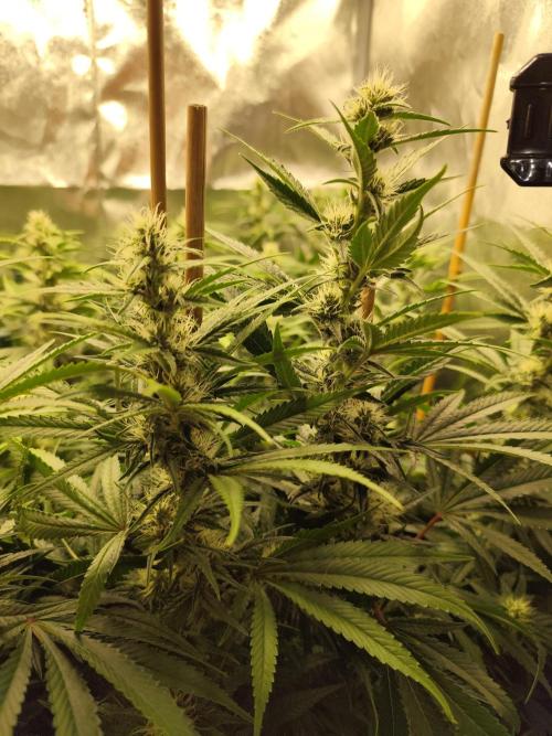 Mimosa x Orange Punch. Week 8