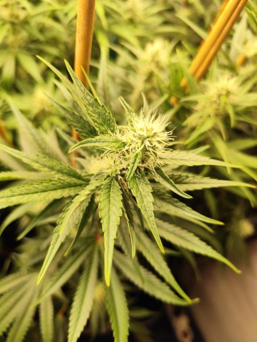 Mimosa x Orange Punch. Week 8