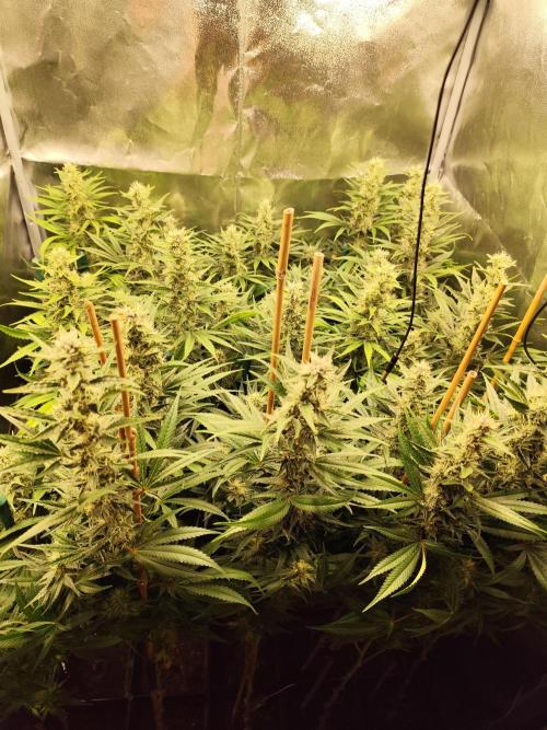 Mimosa x Orange Punch. Week 9