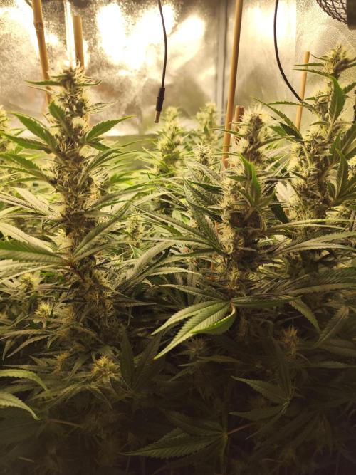 Mimosa x Orange Punch. Week 9