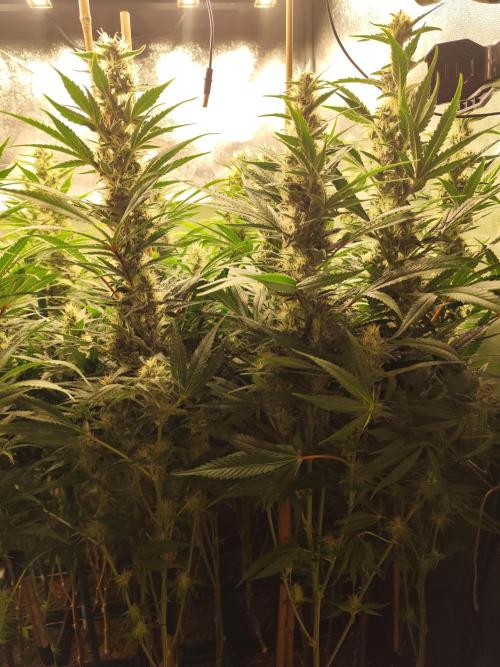 Mimosa x Orange Punch. Week 9