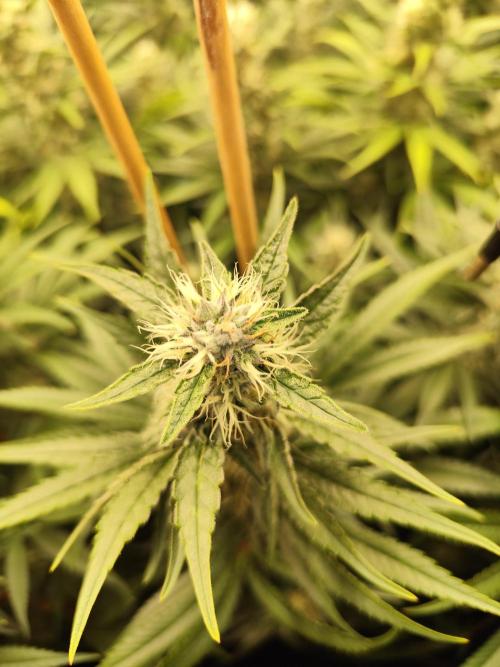 Mimosa x Orange Punch. Week 9