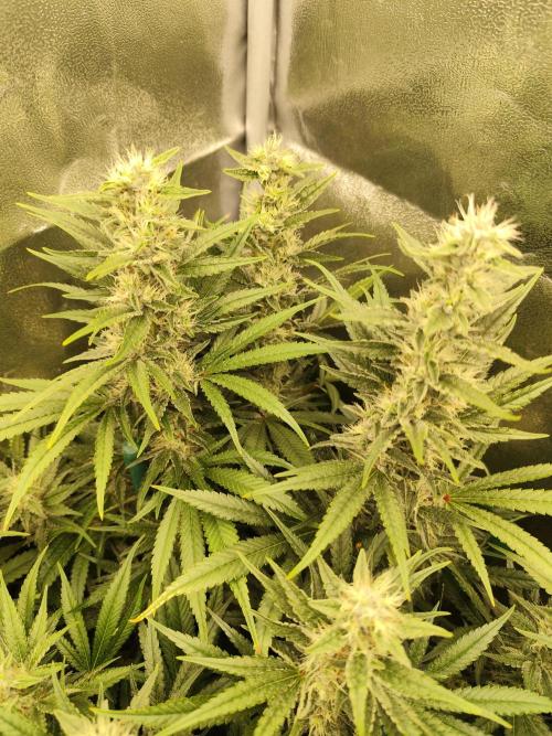 Mimosa x Orange Punch. Week 9