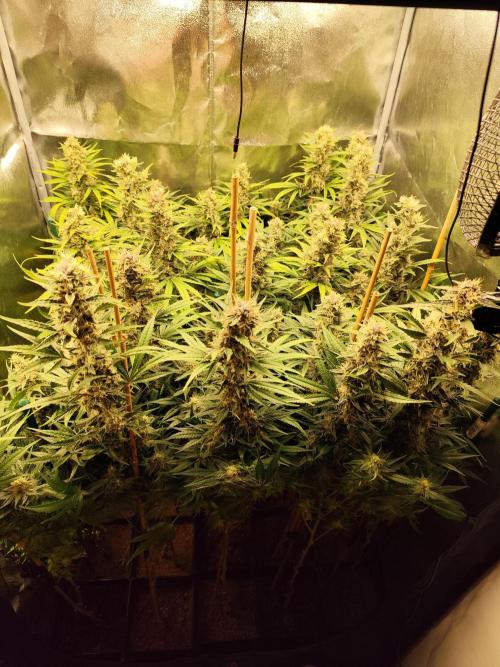 Mimosa x Orange Punch. Week 10