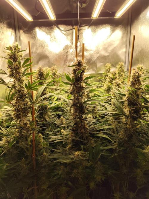 Mimosa x Orange Punch. Week 10