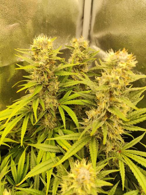 Mimosa x Orange Punch. Week 10