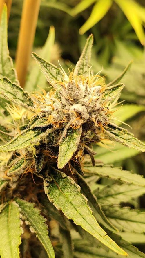 Mimosa x Orange Punch. Week 10