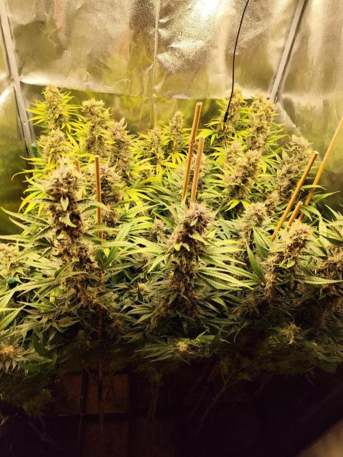 Mimosa x Orange Punch. Week 11