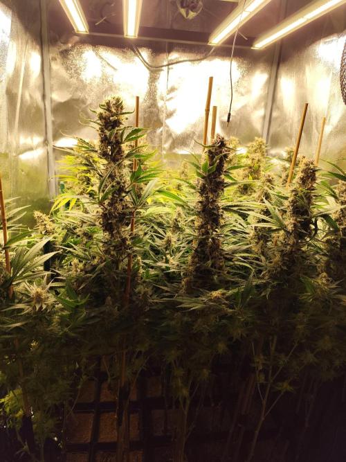 Mimosa x Orange Punch. Week 11