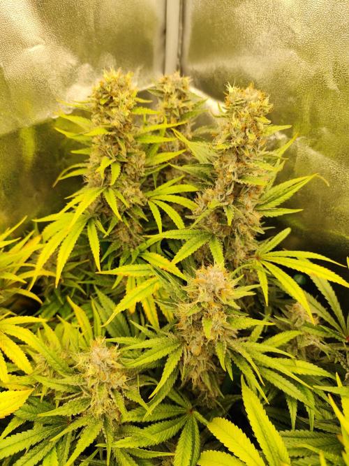 Mimosa x Orange Punch. Week 11