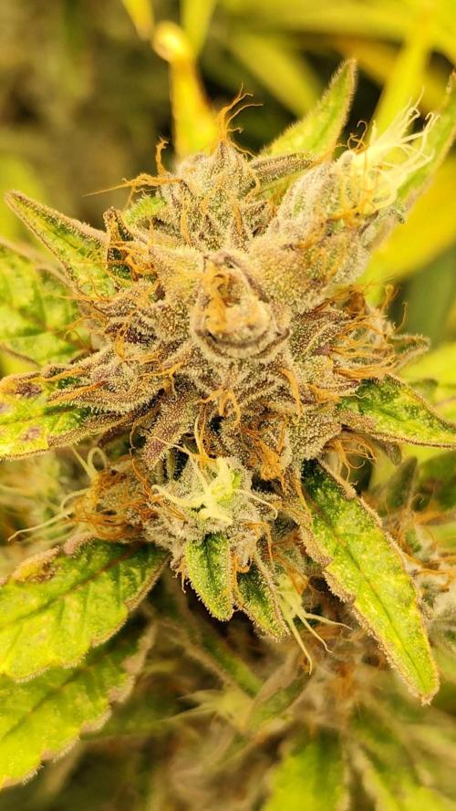 Mimosa x Orange Punch. Week 11