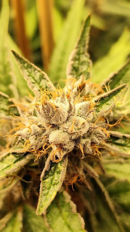 Mimosa x Orange Punch. Week 11