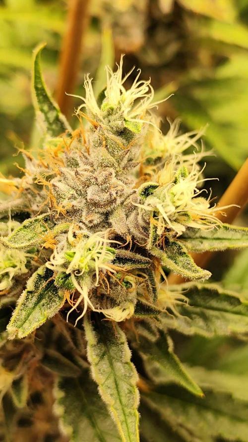 Mimosa x Orange Punch. Week 11