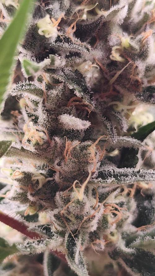 Mimosa x Orange Punch. Week 11