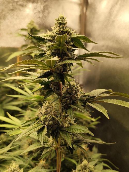 Mimosa x Orange Punch. Week 11