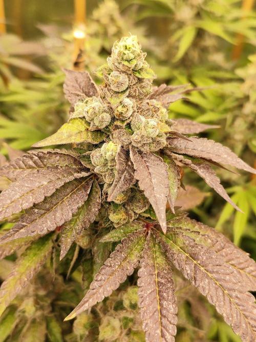 Mimosa x Orange Punch. Week 12