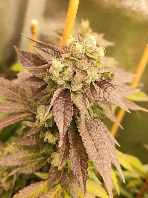 Mimosa x Orange Punch. Week 12