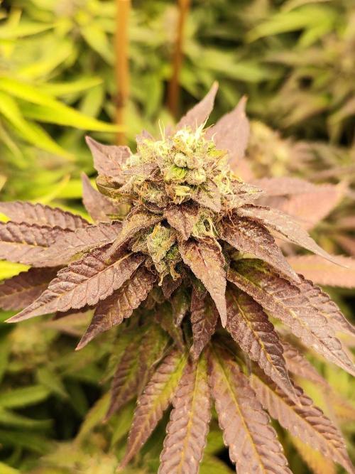 Mimosa x Orange Punch. Week 12