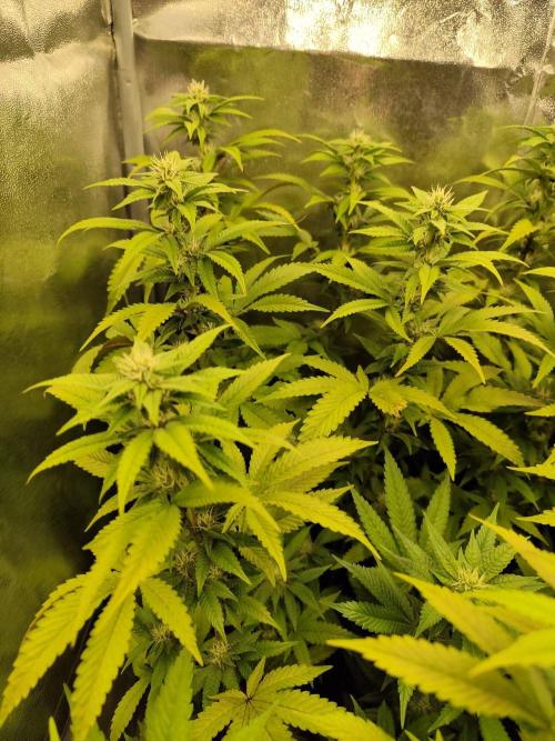 Cookies Gelato cuts #1. Week 4