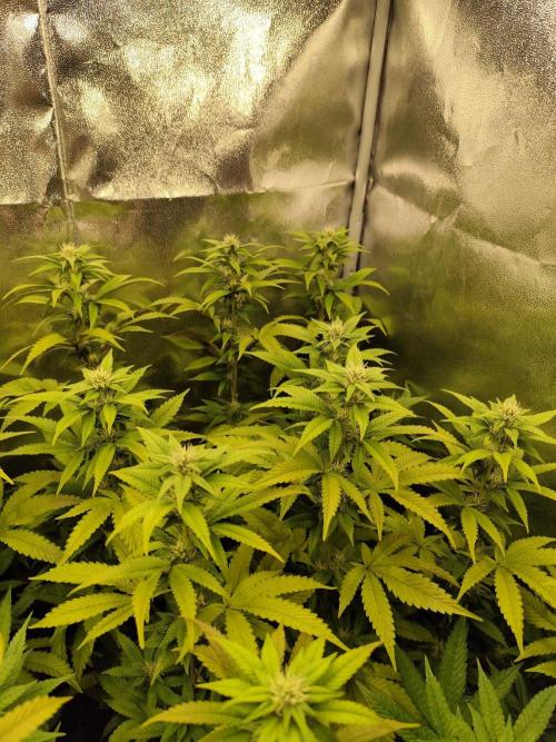 Cookies Gelato cuts #1. Week 4