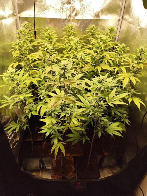 Cookies Gelato cuts #1. Week 4
