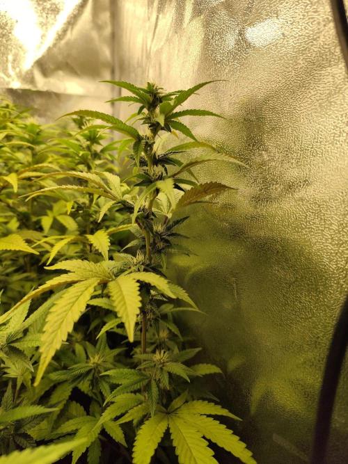 Cookies Gelato cuts #1. Week 4