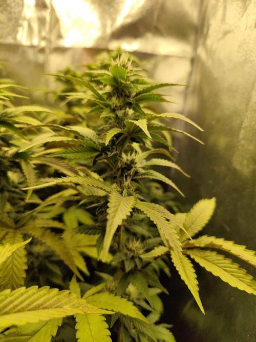 Cookies Gelato. Week 5