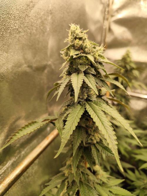 Cookies Gelato cuts #1. Week 8