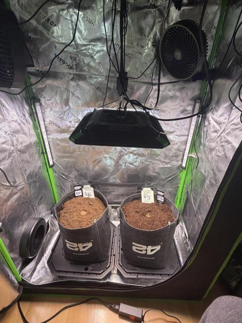 Mango 42Fastbuds. Week 0
