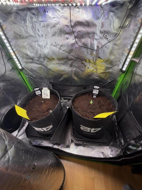 Mango 42Fastbuds. Week 0