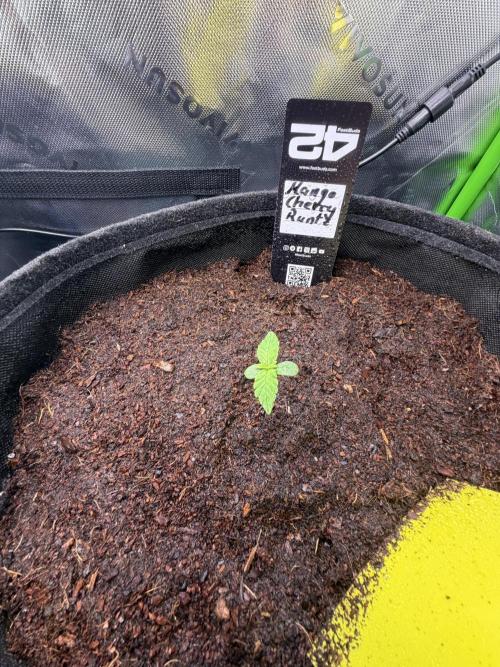 Mango 42Fastbuds. Week 0