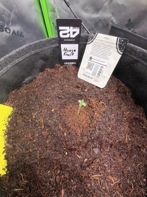 Mango 42Fastbuds. Week 0