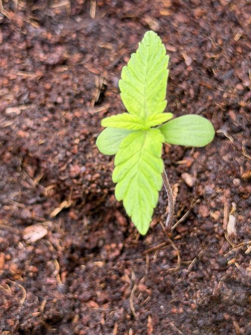 Mango 42Fastbuds. Week 0