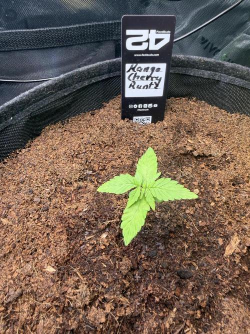 Mango 42Fastbuds. Week 1