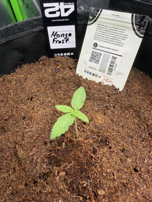 Mango 42Fastbuds. Week 1