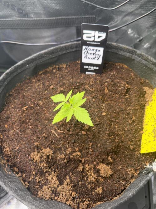 Mango 42Fastbuds. Week 1 - Mid Week
