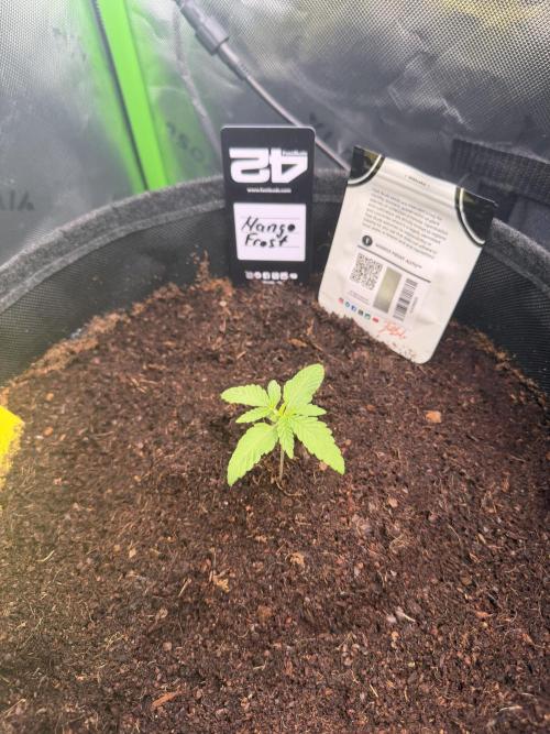 Mango 42Fastbuds. Week 1 - Mid Week