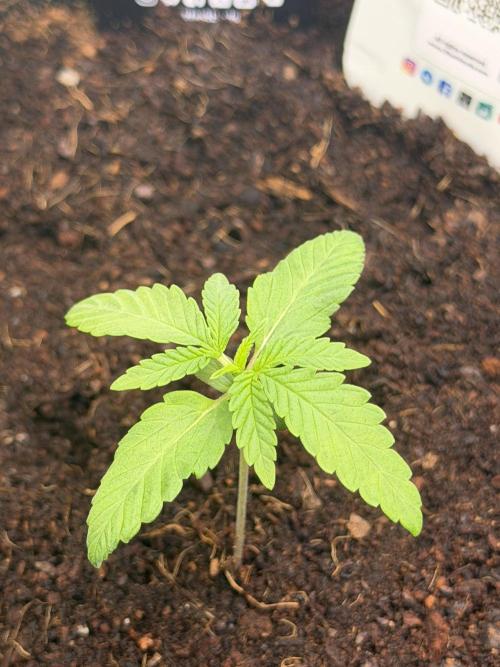 Mango 42Fastbuds. Week 1 - Start Week