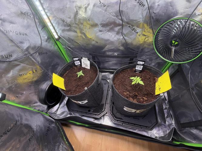 Mango 42Fastbuds. Week 1 - Mid Week