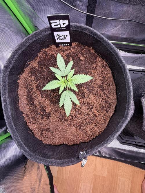 Mango 42Fastbuds. Week 2