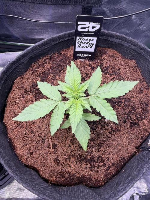 Mango 42Fastbuds. Week 2
