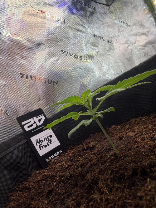 Mango 42Fastbuds. Week 2