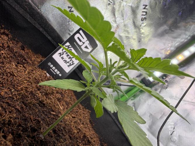 Mango 42Fastbuds. Week 2
