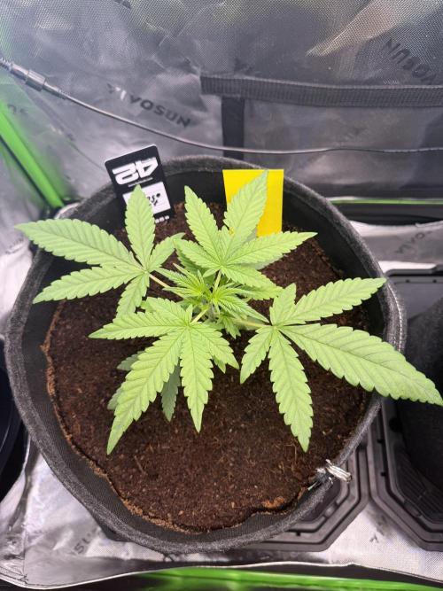 Mango 42Fastbuds. Week 2 - End of Week
