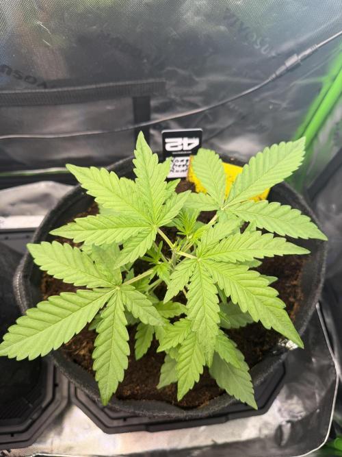Mango 42Fastbuds. Week 2 - End of Week